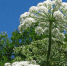 План по борьбе с борщевиком в муниципалитетах подготовят в регионе в течение месяца - Лотошинский район